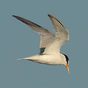 Little Tern