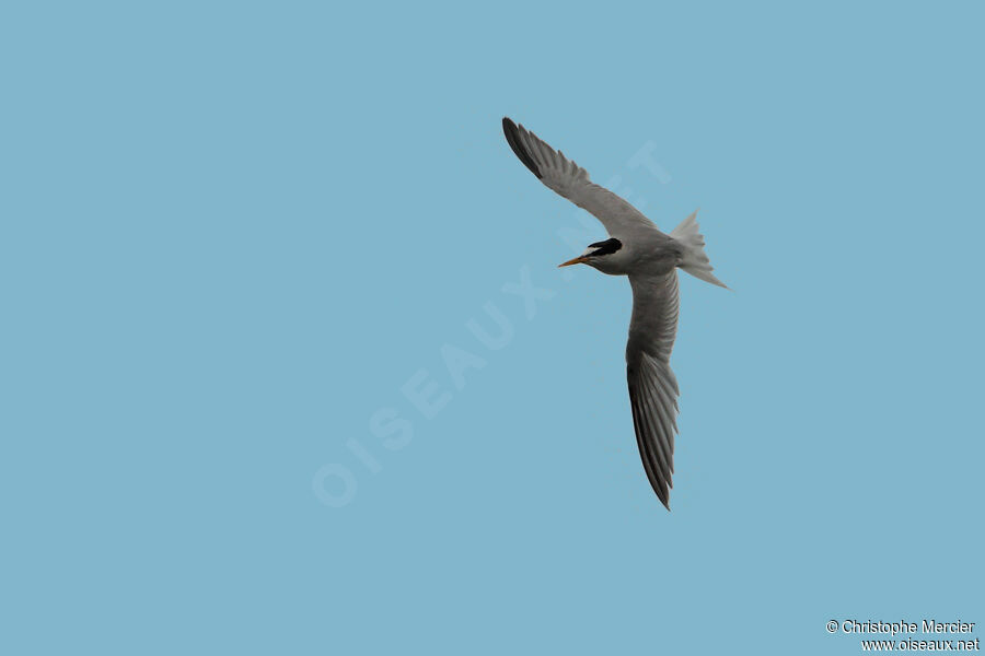 Little Tern