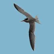 Little Tern