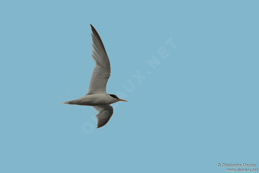 Little Tern