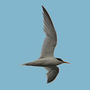 Little Tern