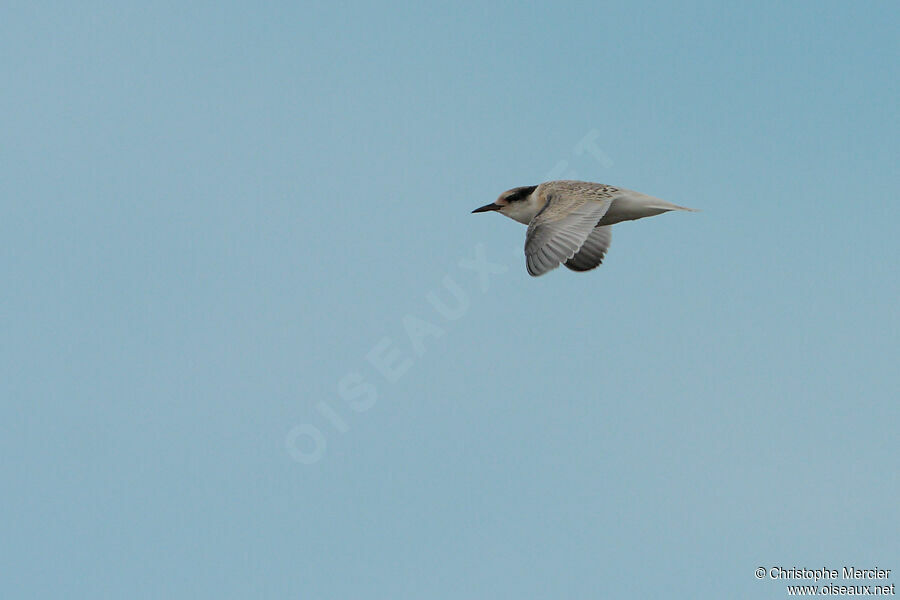 Little Tern