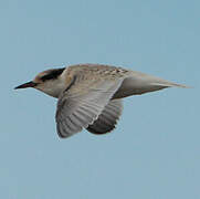 Little Tern