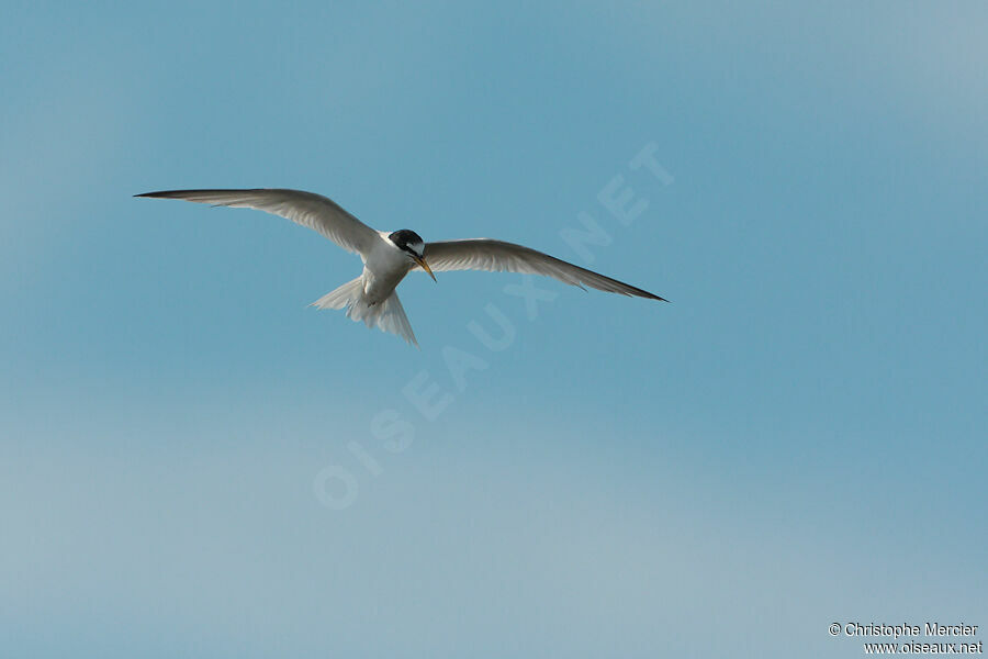 Little Tern