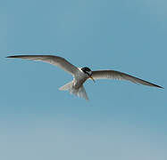 Little Tern