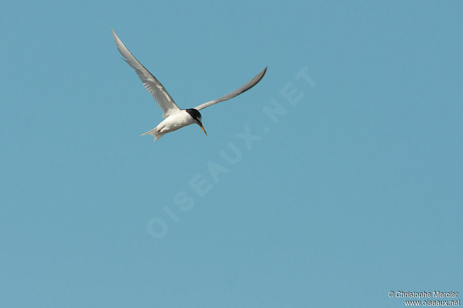 Little Tern