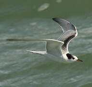 Common Tern