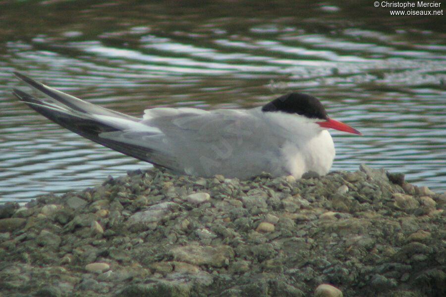 Common Tern