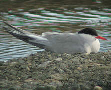 Common Tern