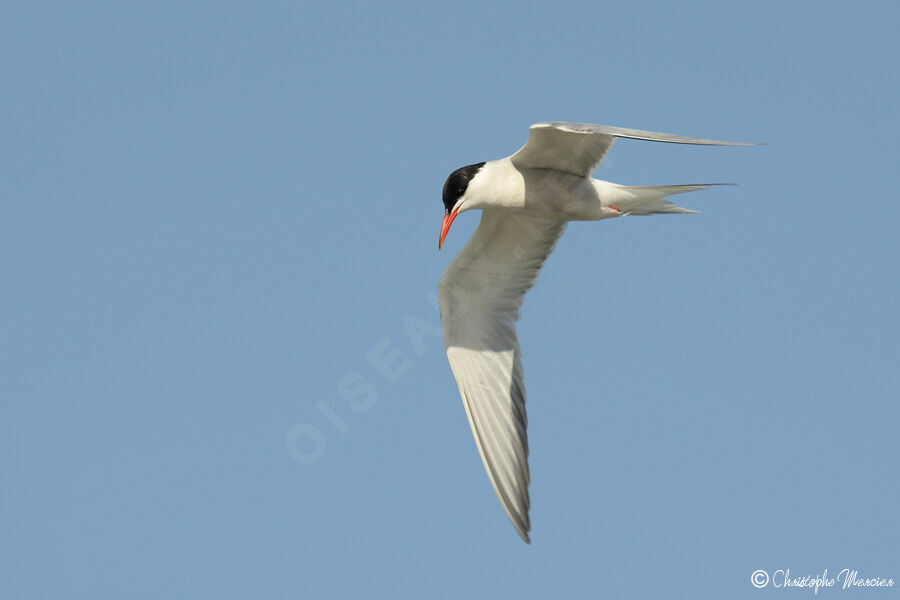 Common Tern