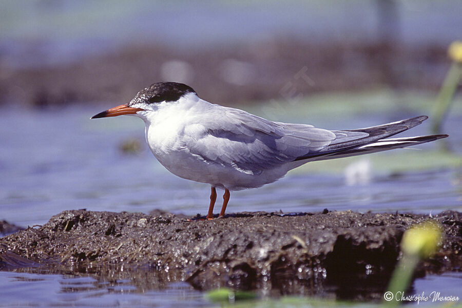 Common Tern