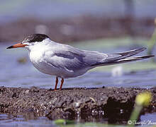 Common Tern