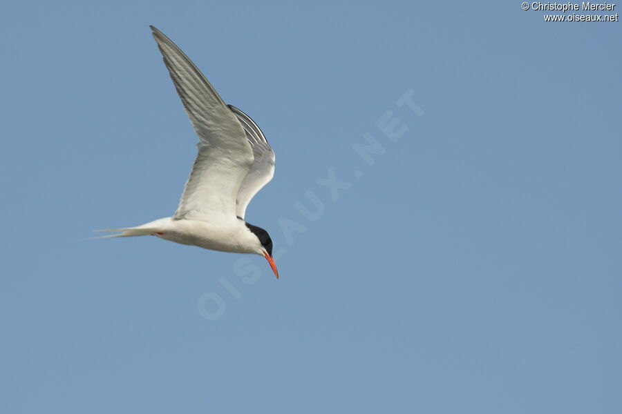 Common Tern