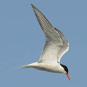 Common Tern