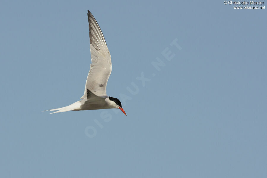 Common Tern