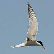 Common Tern
