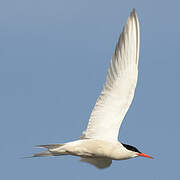 Common Tern