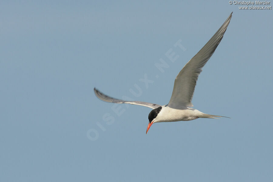 Common Tern