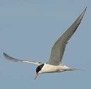 Common Tern