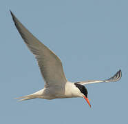 Common Tern