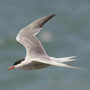 Common Tern