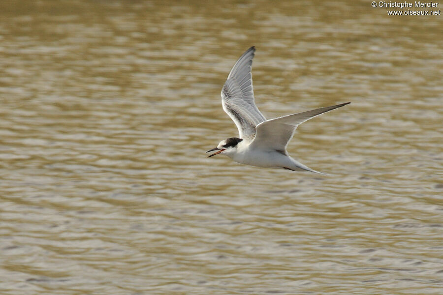 Common Tern