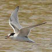 Common Tern