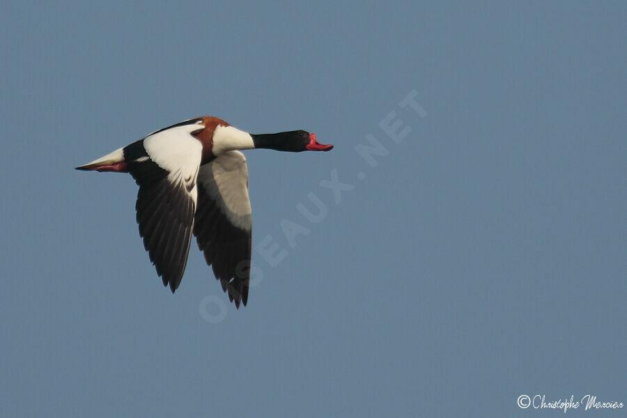 Common Shelduck