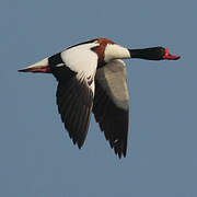 Common Shelduck