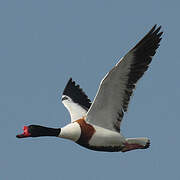 Common Shelduck