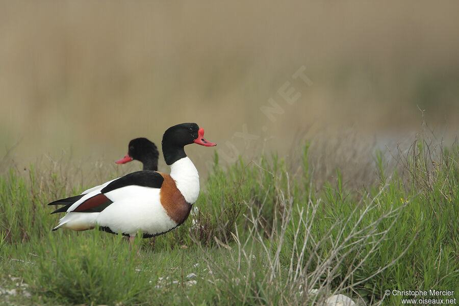 Common Shelduck