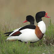 Common Shelduck