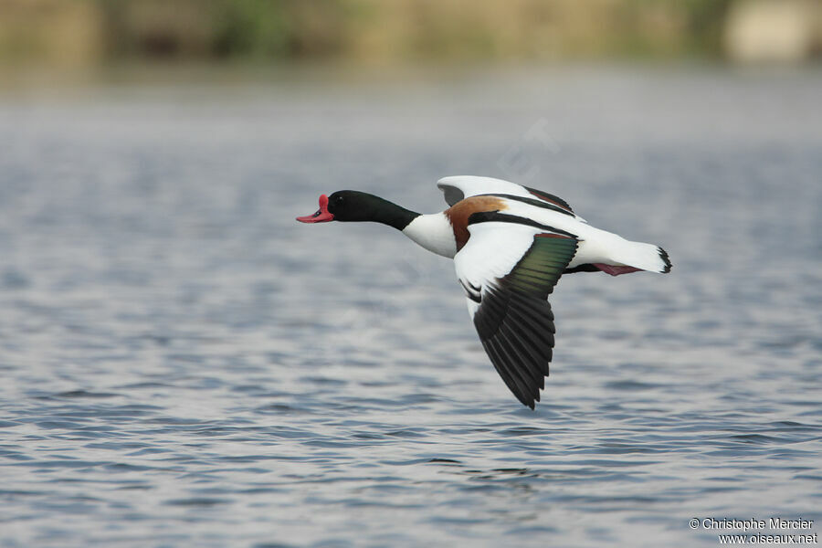 Common Shelduck