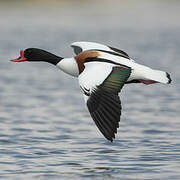 Common Shelduck