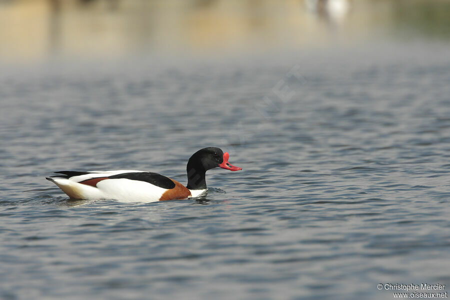 Common Shelduck