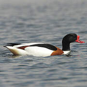 Common Shelduck