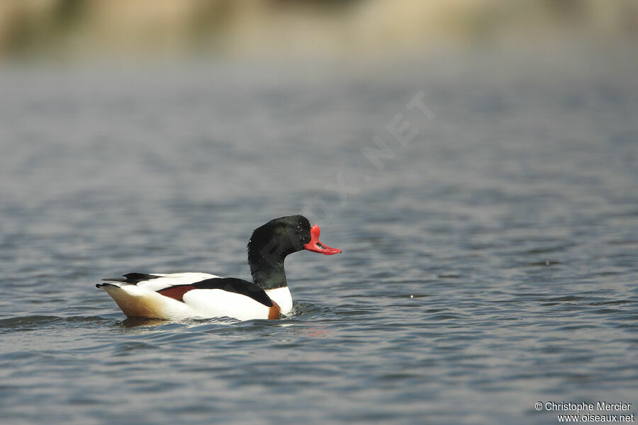 Common Shelduck