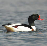 Common Shelduck