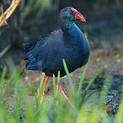 Western Swamphen