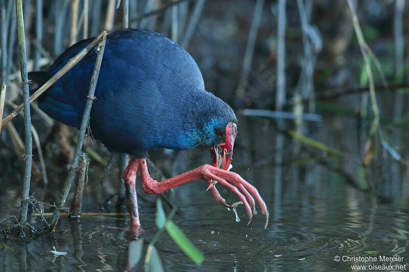 Western Swamphen