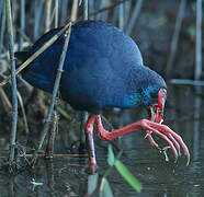 Western Swamphen