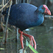 Western Swamphen