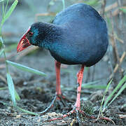 Western Swamphen