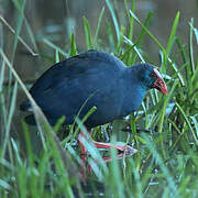 Western Swamphen