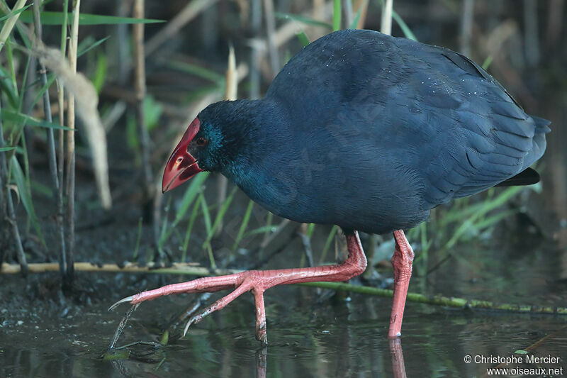 Western Swamphen