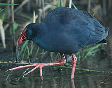 Western Swamphen