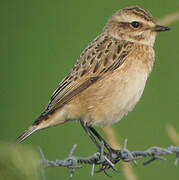 Whinchat