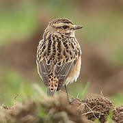 Whinchat