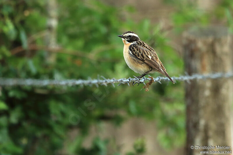 Whinchat