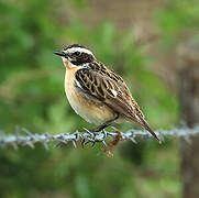 Whinchat